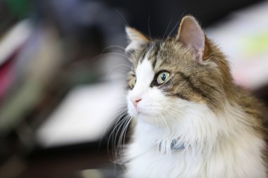 karışık renkli kedi