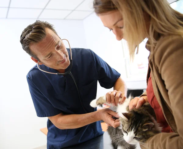 Κτηνίατρος ελέγχω επάνω σε γάτα υγεία — Φωτογραφία Αρχείου