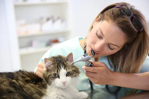 Veterinär med katt — Stockfoto