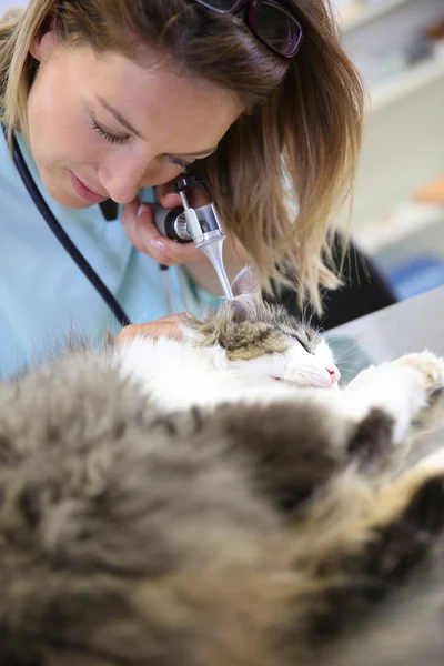 Kvinna veterinären undersöka katten — Stockfoto