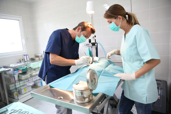 Veterinarian and assistant in surgery room — Stock Photo, Image