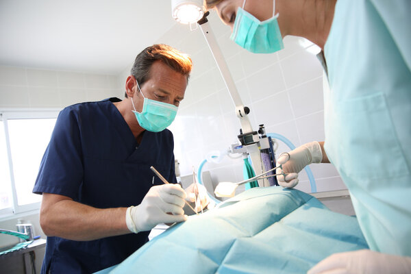 Veterinarian and assistant working