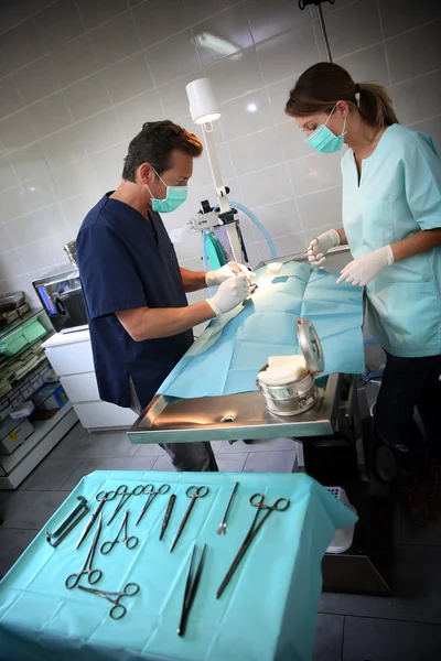 Κτηνίατρος και βοηθός στην χειρουργική αίθουσα — Φωτογραφία Αρχείου