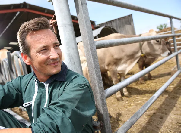 Agricultor apoiado em cerca por vacas — Fotografia de Stock