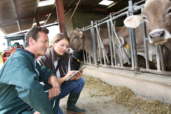 Vétérinaire avec éleveur utilisant la tablette — Photo
