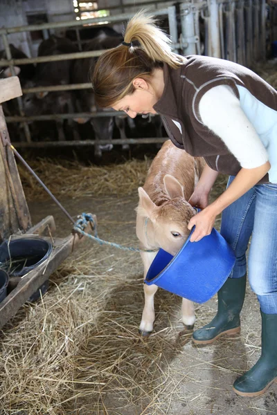 Mulher reprodutora alimentando vaca — Fotografia de Stock