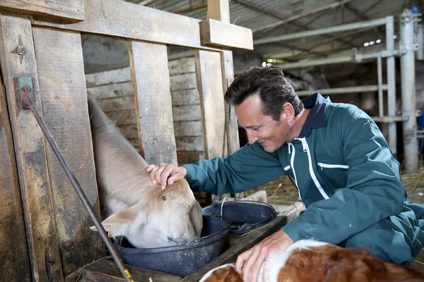 Farmer feeding cows in barn — Stock Photo, Image