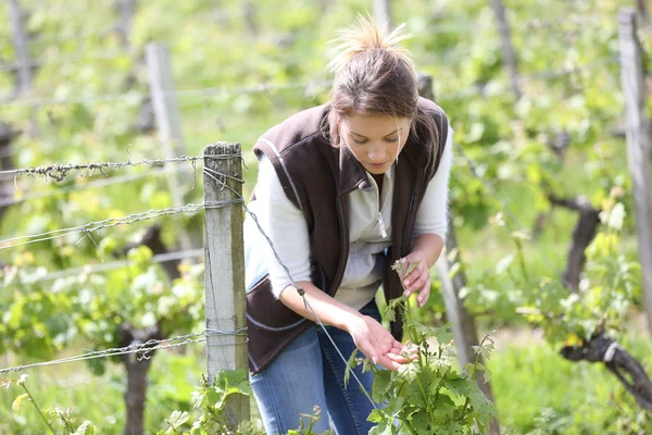 Winzer arbeitet im Weinberg — Stockfoto