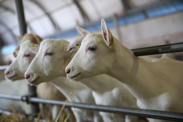 Chèvres dans la grange — Photo