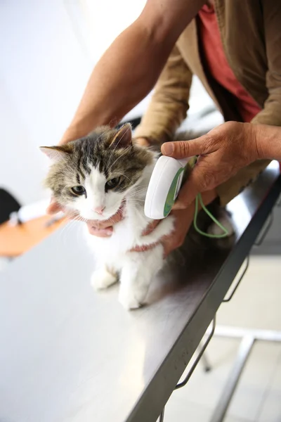 Katt på veterinärkliniken — Stockfoto