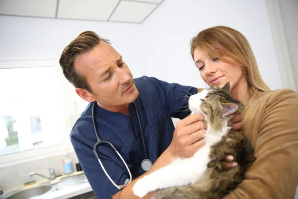 Veterinário examinando gato — Fotografia de Stock