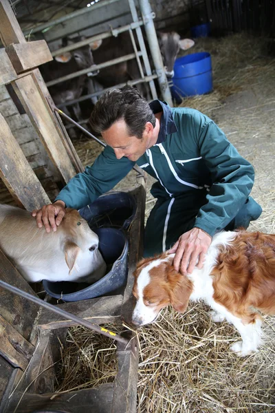 Farmer petting cows — Stock Photo, Image