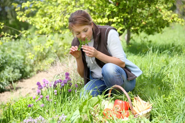 Woman in vegetable garden — Stock Photo, Image