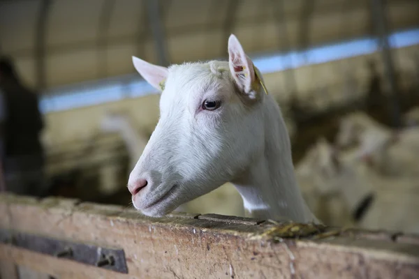 Chèvre à l'intérieur de la grange — Photo