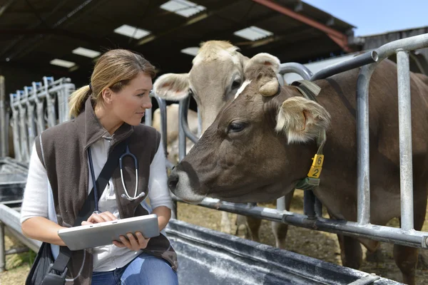 Tierarzt überprüft Gesundheit der Herde — Stockfoto