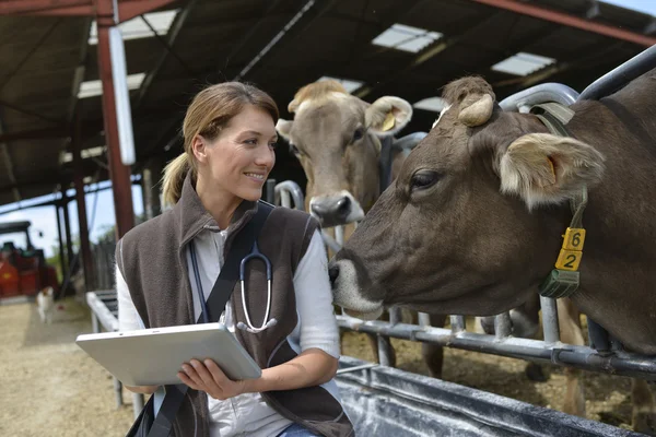 Tierarzt im Stall mit Tablet — Stockfoto