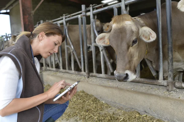 Veterinarian checking on health of herd Royalty Free Stock Images
