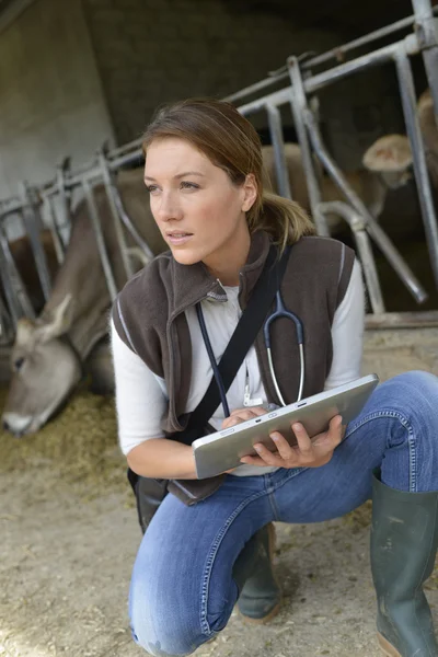 Veterinarian using tablet Royalty Free Stock Images