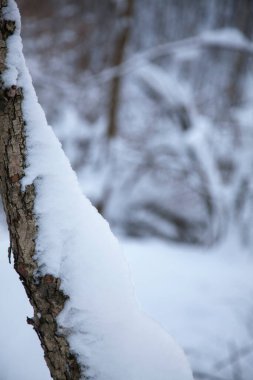 Sol taraftaki ormanda karla kaplı bir ağaç gövdesi. Kopya alanı için odaklanmamış kış ormanı