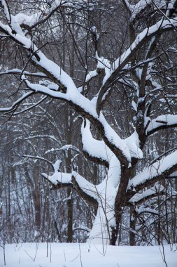 Karla kaplı orman ve yol karla kaplı..
