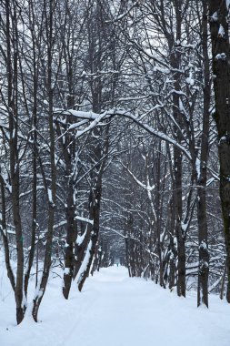 Karla kaplı orman ve yol karla kaplı..