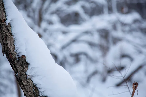 Tronco Cubierto Nieve Árbol Bosque Lado Izquierdo Invierno Bosque Desenfocado —  Fotos de Stock