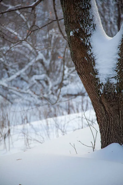 Snow Covered Trunk Tree Forest Right Side Winter Unfocused Forest — Stock Photo, Image