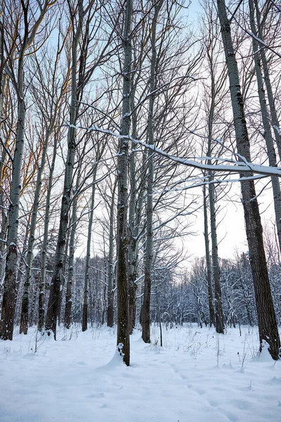 Winter Snowy Forest Winter Beautiful Landscape — Stock Photo, Image