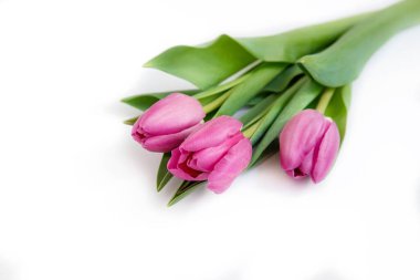 Beyaz izole edilmiş arka planda pembe laleler.