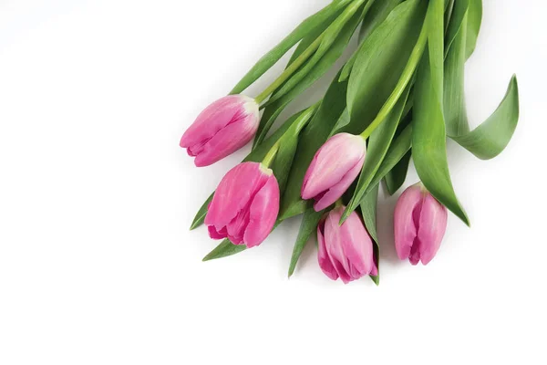Bouquet Tulipani Rosa Sfondo Bianco Isolato Fotografia Stock