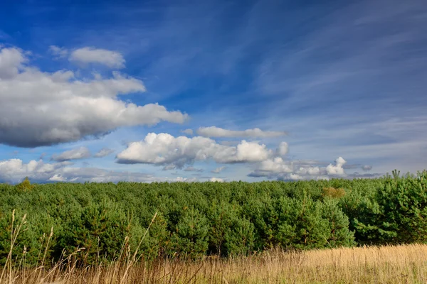 Plantación de pinos y cielo - paisaje otoñal — Foto de Stock