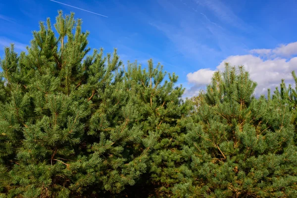 Pine and clouds on blue sky — Stock Photo, Image