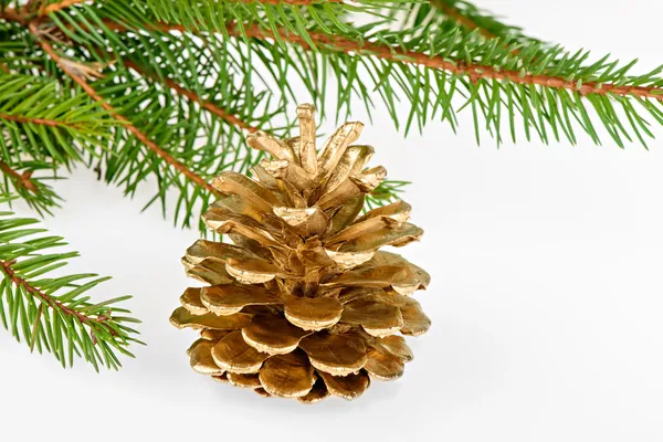 Goldener Tannenzapfen mit Nadelbaum — Stockfoto