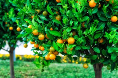 Branches with the fruits of the tangerine trees clipart