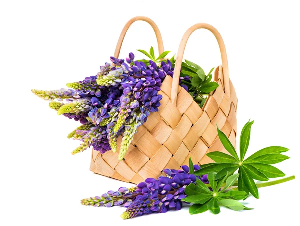 Beautiful lupine bouquet in basket — Stock Photo, Image