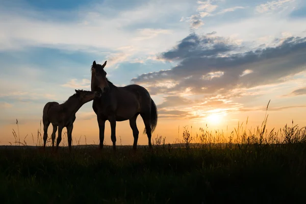 Günbatımında iki at