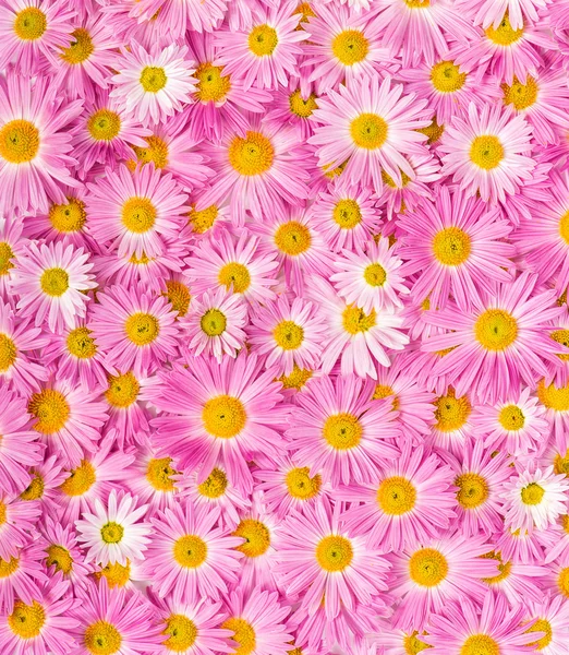 黄色和粉红色鲜花背景 — 图库照片