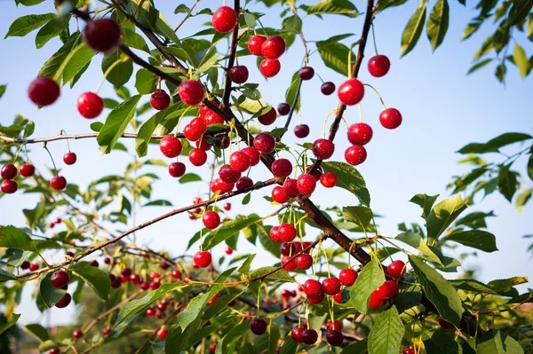 Cerezas dulces con gotas de agua colgando de la rama del cerezo — Foto de Stock