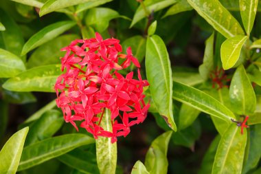 çiçekli güzel egzotik bush