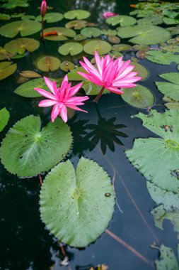 Güzel pembe nilüfer gölette