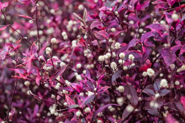 Tayland güzel sıradışı egzotik bitkiler