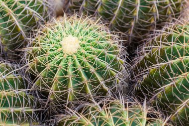 küre şeklinde kaktüs closeup