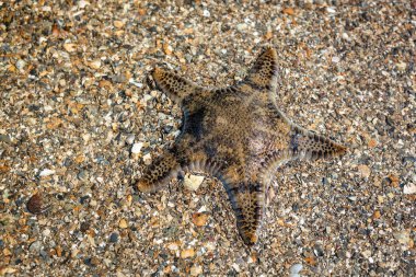 Kumdaki güzel denizyıldızı