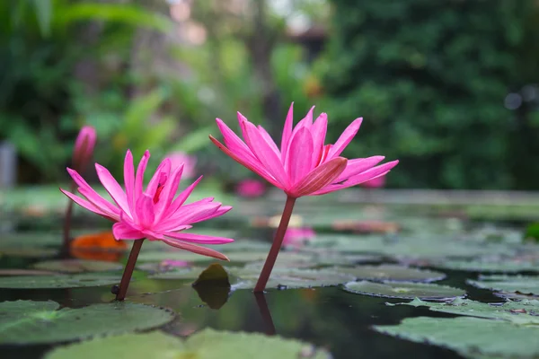池塘里美丽的粉色荷花 — 图库照片