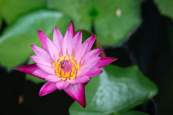 Beautiful pink lotus in the pond — Stock Photo, Image