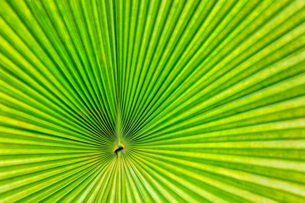 Hoja de palmera verde como fondo — Foto de Stock