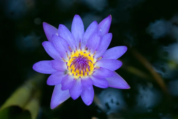 Beautiful pink lotus in the pond — Stock Photo, Image