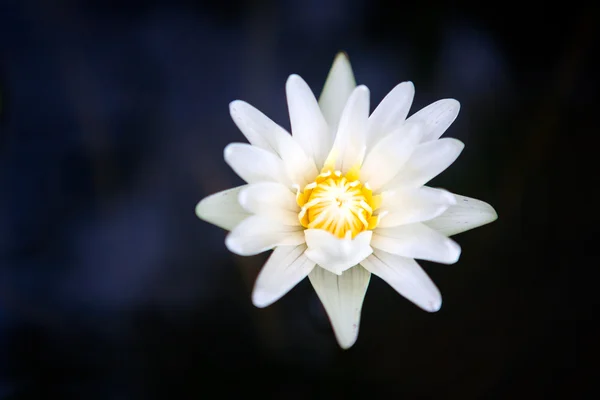 Beautiful white lotus in the pond — Stock Photo, Image