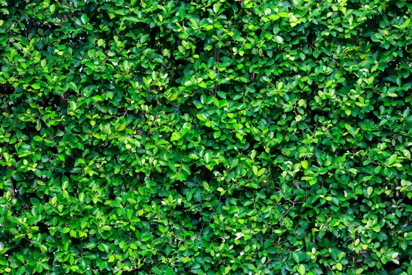 Tekstura zielony krzew w ogrodzie — Zdjęcie stockowe