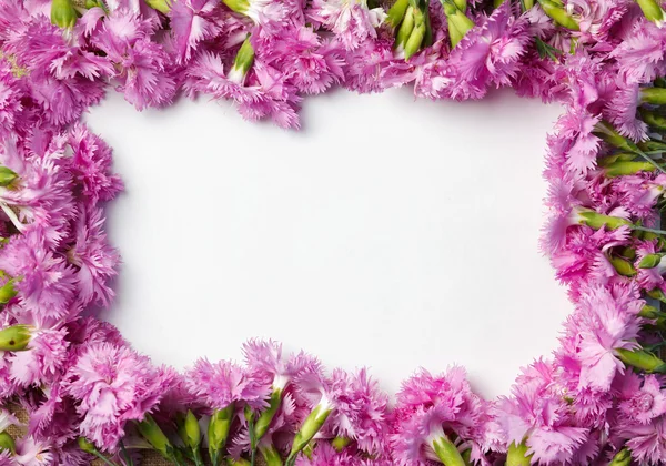 아름 다운 카네이션의 꽃다발 — 스톡 사진